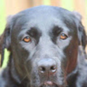 Meet your Posher, Lee